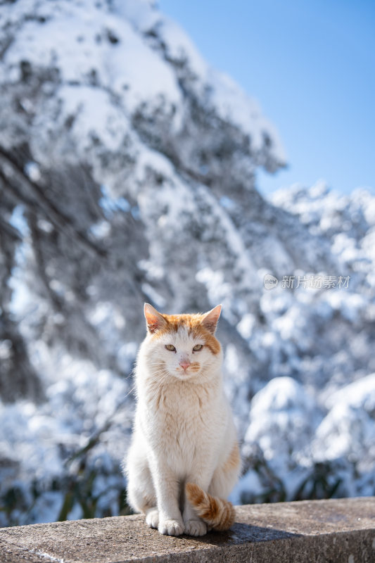 雪地中坐着的橘白相间猫咪