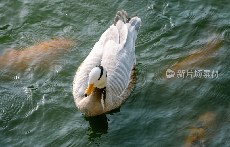 森林公园湖面上的鸭子