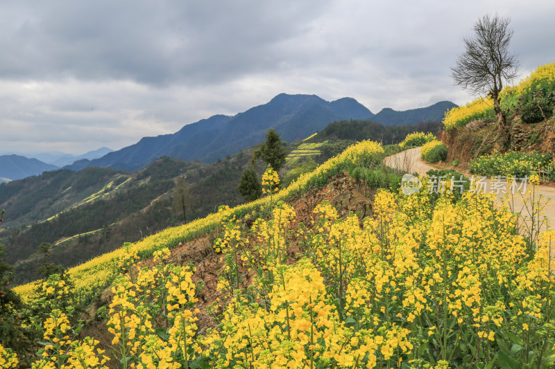 徽州古茶道：歙县文昌古道春天油菜花盛开