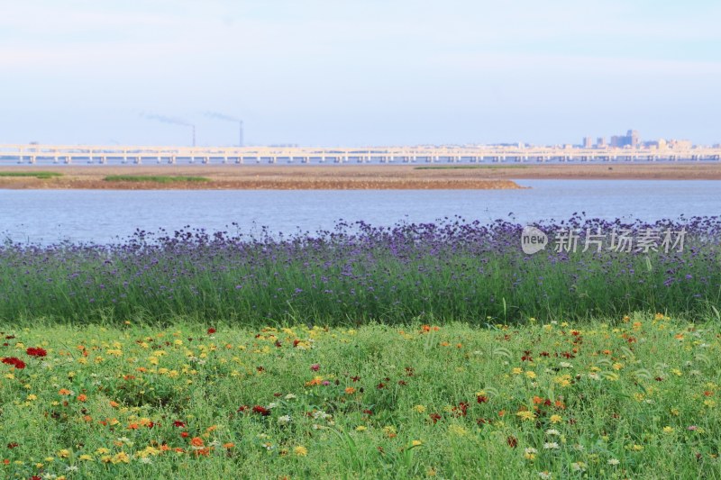 泉州海滨公园 大海与马鞭草