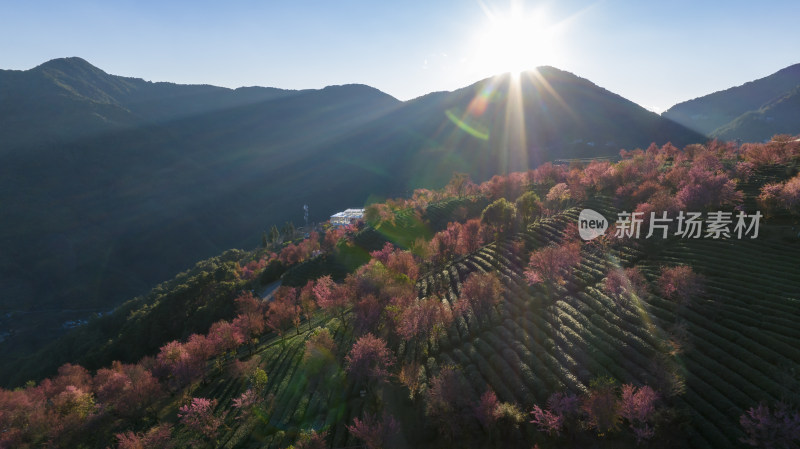 大理无量山樱花谷