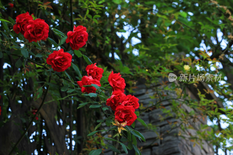 月季花开素材背景