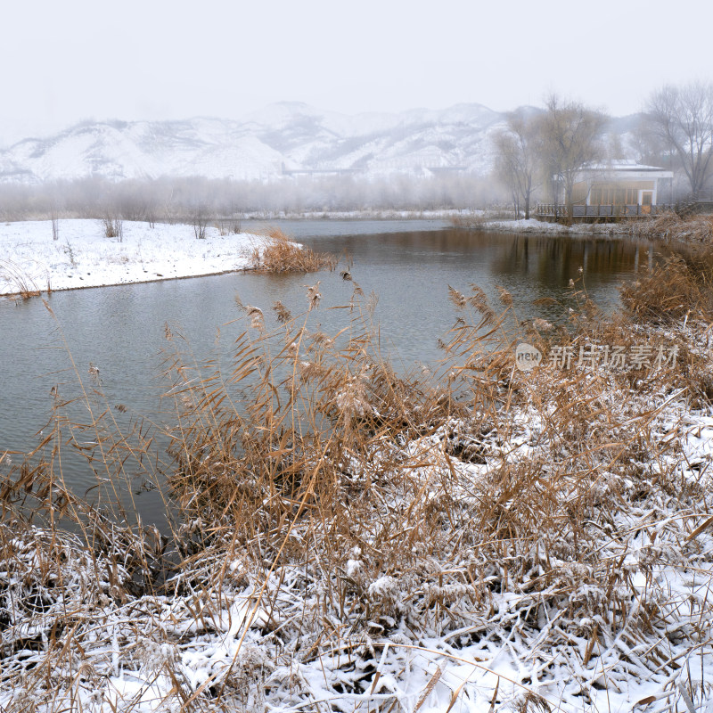 雪景芦苇湖水