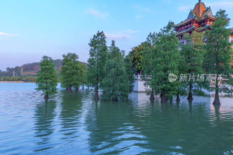 佛山顺峰山公园青云湖落羽杉与传统中式建筑