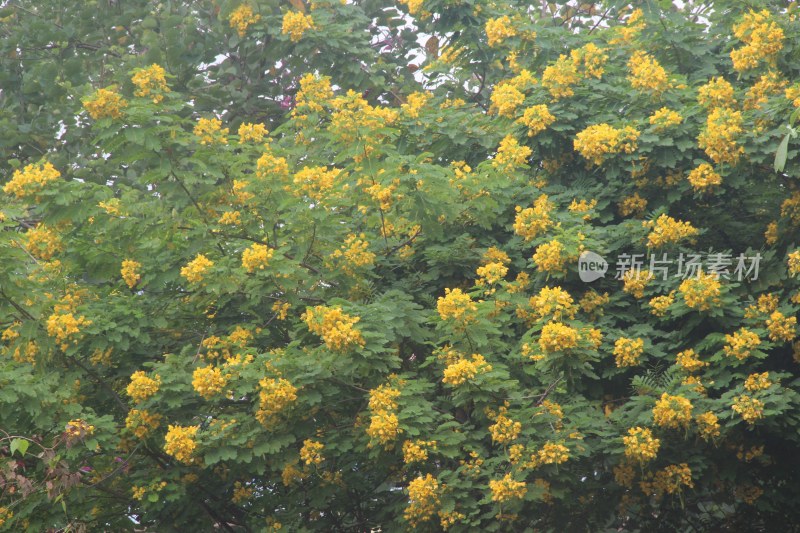 广东东莞：黄槐满树开花