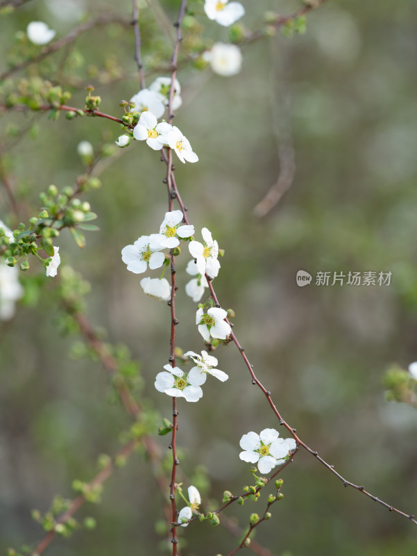 春天的绣线菊小白花特写