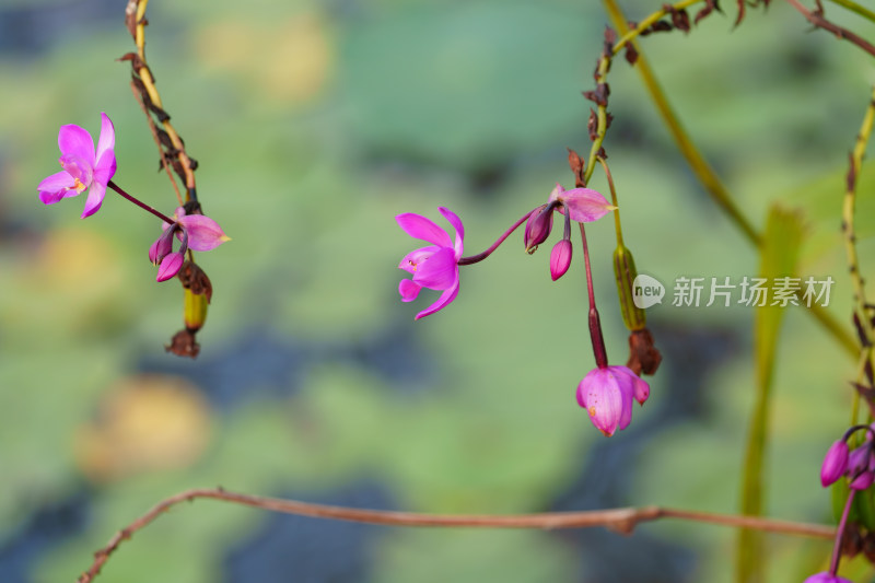 紫色开花植物紫花苞舌兰