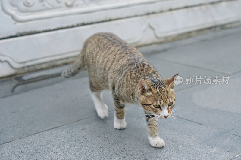 柳州文庙，古建筑与猫