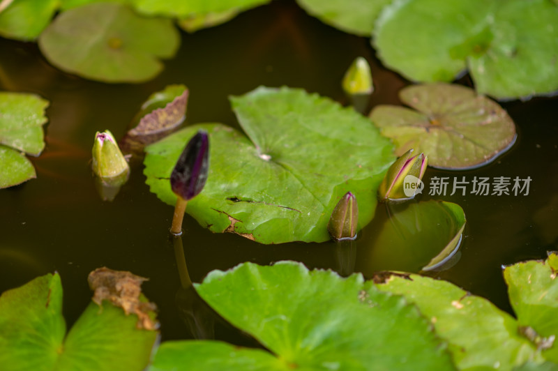 水中睡莲与莲叶特写