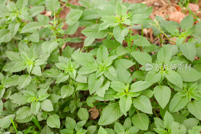 野外生长的野苋菜