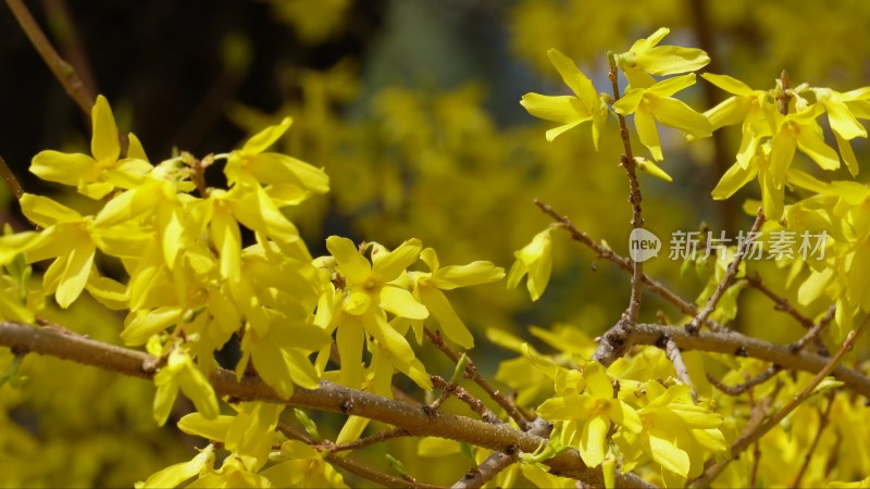 鲜花春季迎春花报春花连翘花