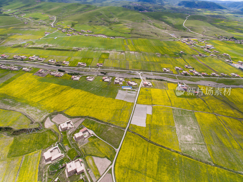 藏地乡村民居油菜花航拍全景图