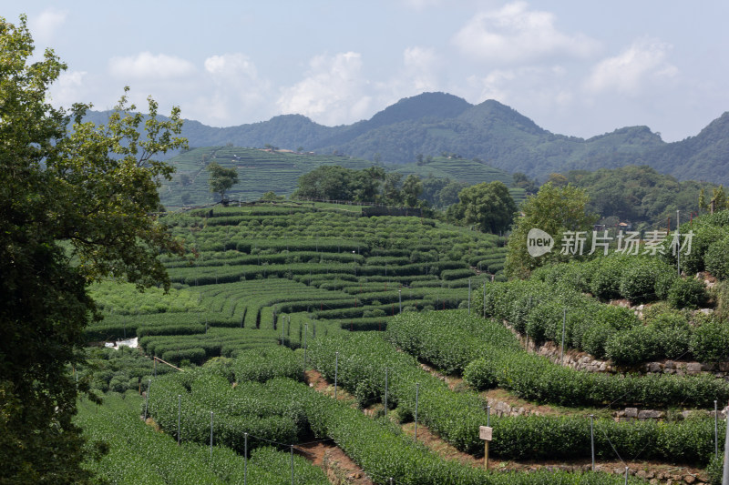 杭州南高峰俯瞰青山茶园自然风光