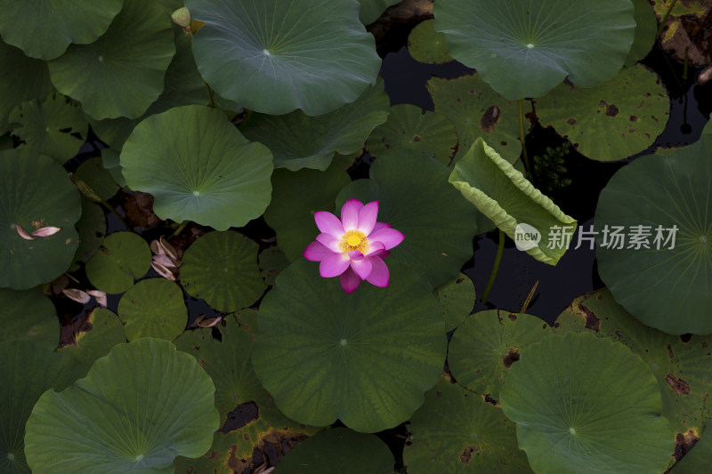 夏季公园荷塘荷叶丛中荷花特写