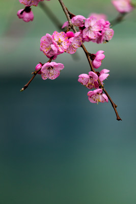 北京颐和园西堤山桃花开