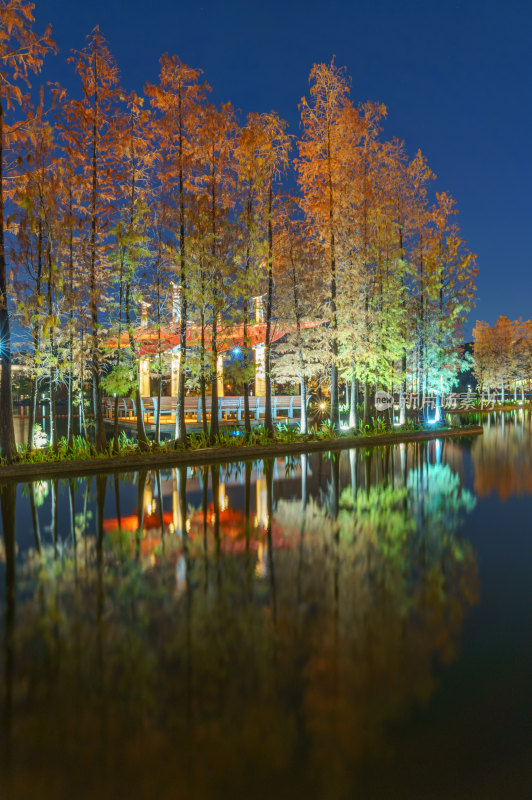 佛山千灯湖公园落羽杉红叶与城市湖泊夜景