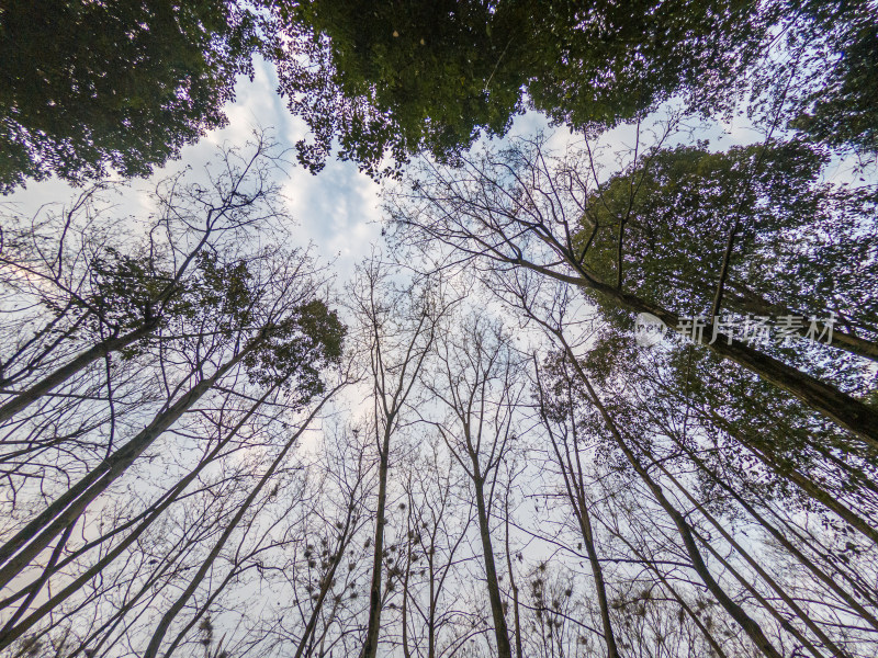 森林树木仰天俯视