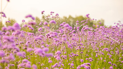 深圳湾公园的流花山公园马鞭草花海