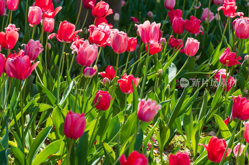 大片郁金香花海景观