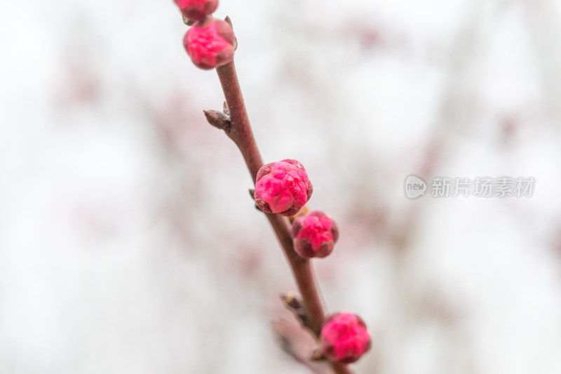 含苞待放的梅花