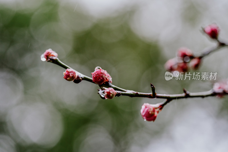 微距视角下的西溪湿地雨中盛开的梅花