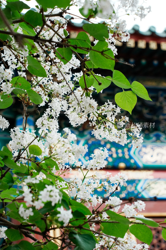 北京北海公园团城风景