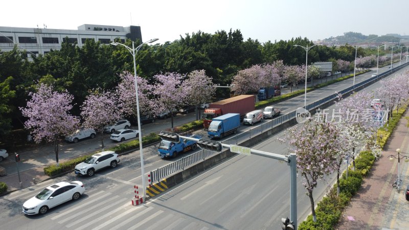 广东东莞：航拍道路旁种植的宫粉紫荆