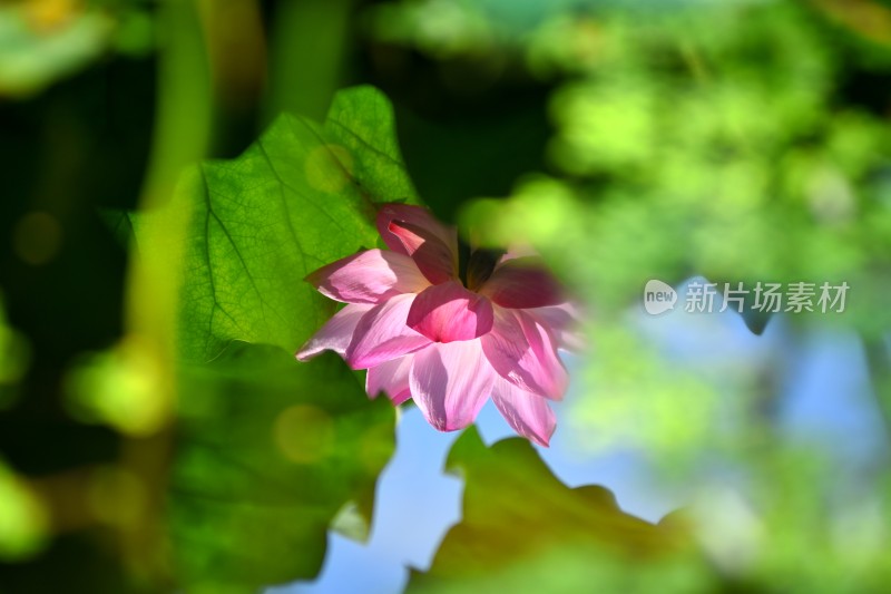 荷花夏日荷花