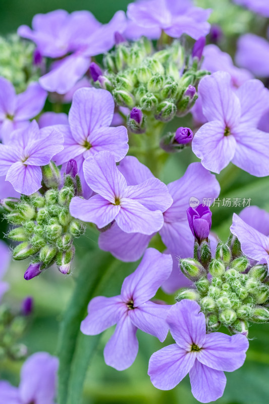 春天的蓝香芥