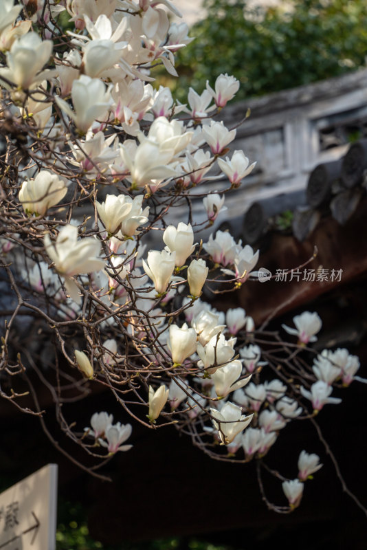 春天上海龙华寺玉兰花