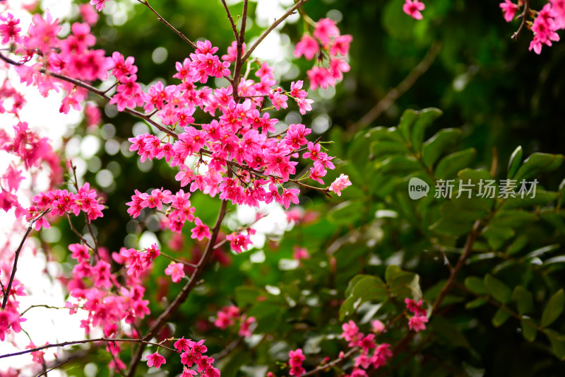 盛开的粉色樱花枝条