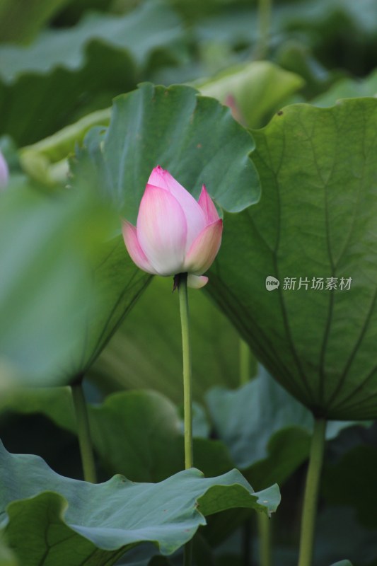 池塘里的荷花