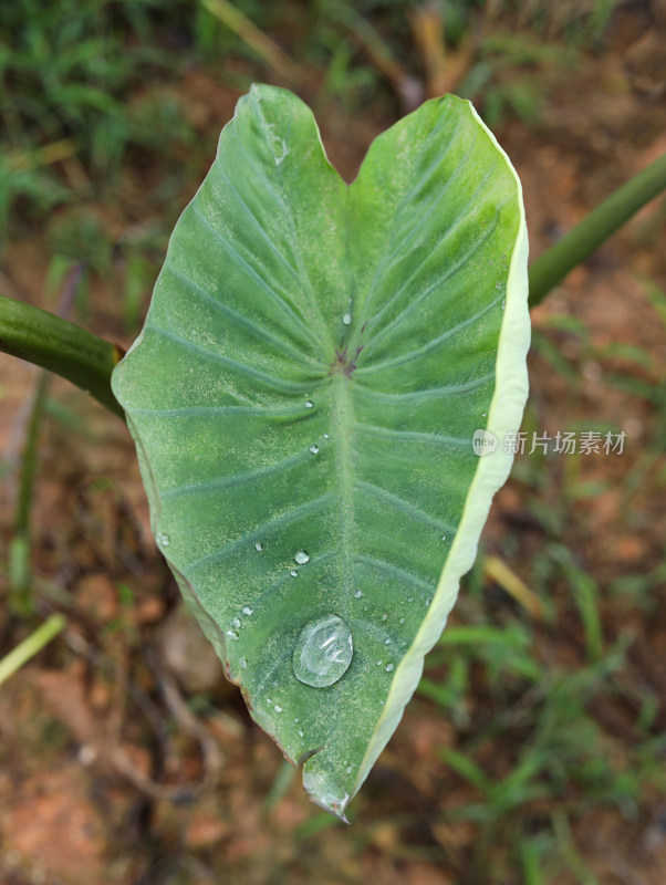 春天绿色的树叶叶子和上面的雨滴水滴露水