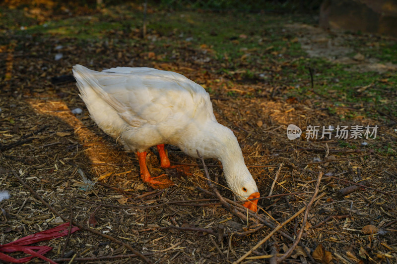 大白鹅在农村觅食散养