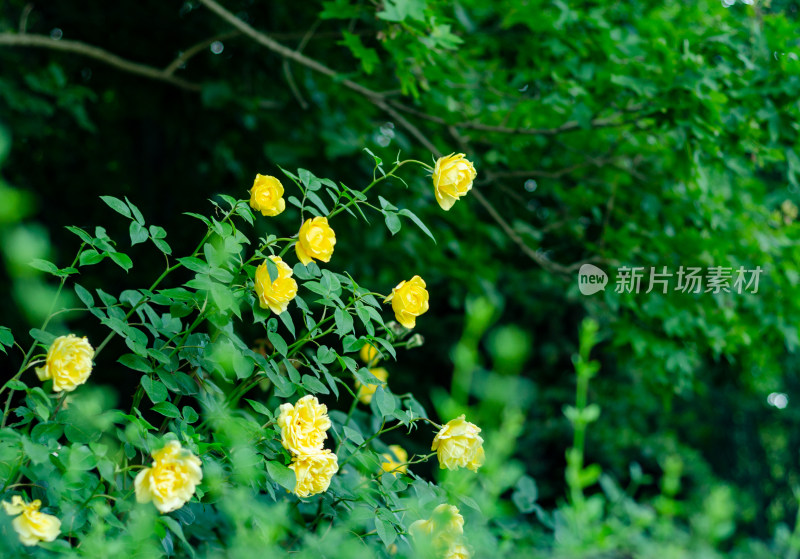 树林中一丛黄色月季花