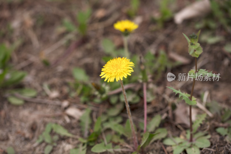 金黄色的蒲公英花特写在野外