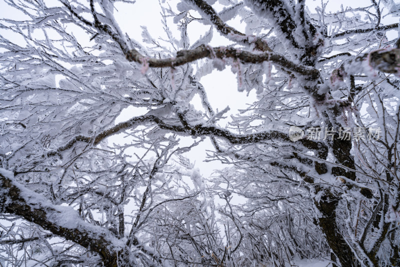 老君山下雪大山森林雾凇景观