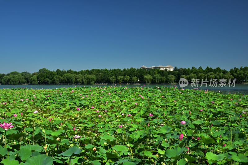 河北省石家庄市太平河