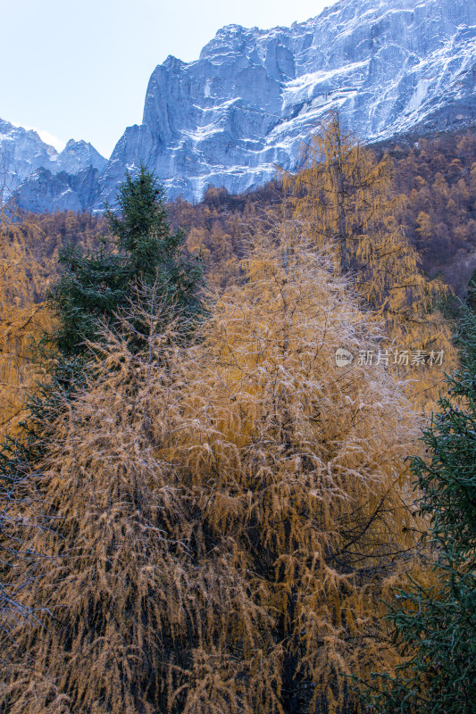 四姑娘山双桥沟景区金秋雪山松林