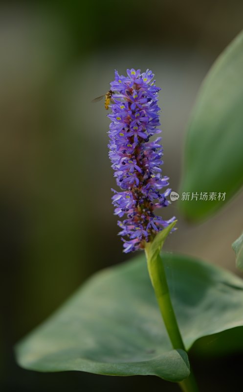 梭鱼花开