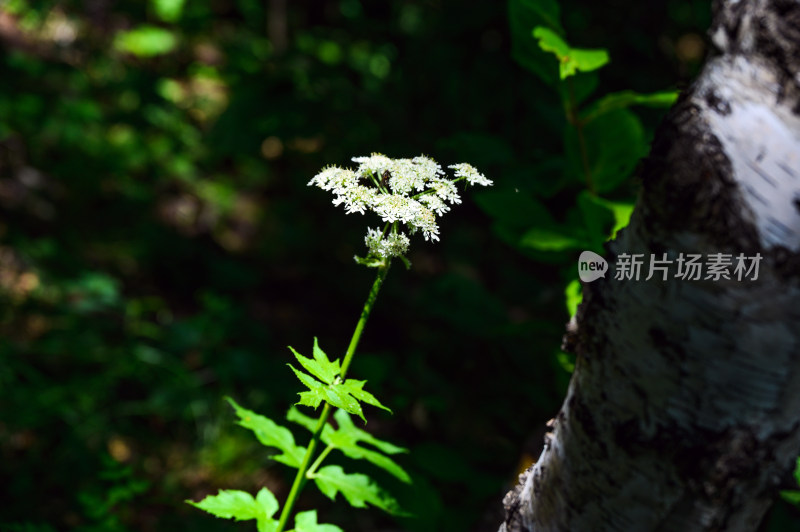 夏季森林里盛开的白色野花