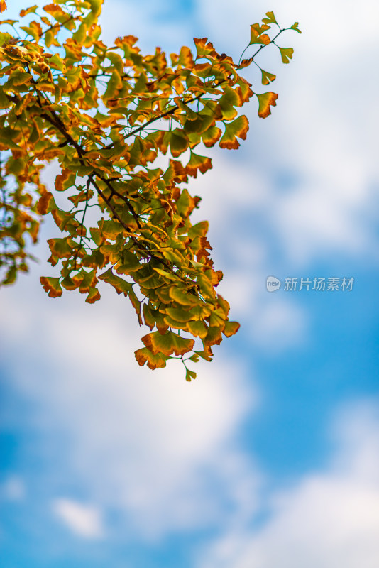 秋天的风景银杏树叶