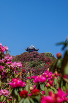 贵州百里杜鹃山间盛开的烂漫杜鹃花