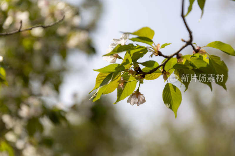 春季踏青春暖花开