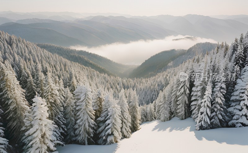 冬季森林白雪覆盖风景