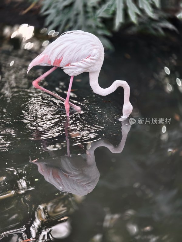 火烈鸟水中觅食姿态优雅的画面