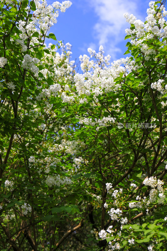 白色丁香花