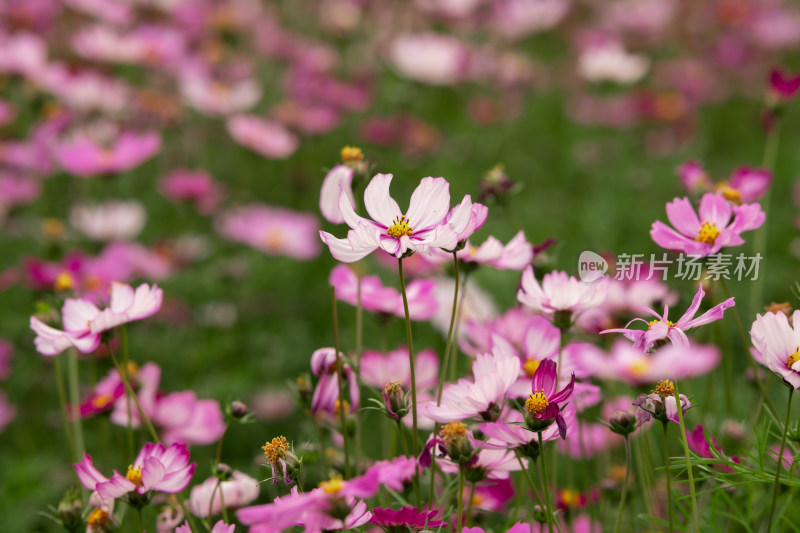 夕阳下的格桑花或波斯菊