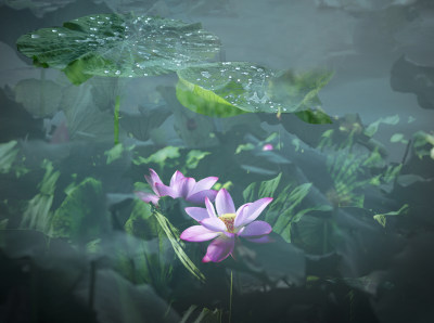 接天莲叶无穷碧（荷花，莲花）