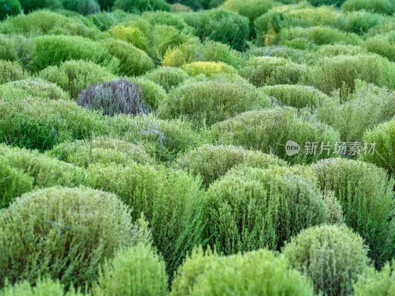 地肤草景色